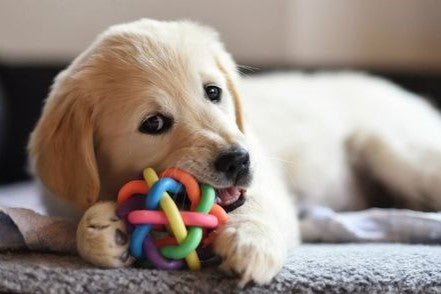 How to Keep Your Pet Entertained Indoors During Bad Weather